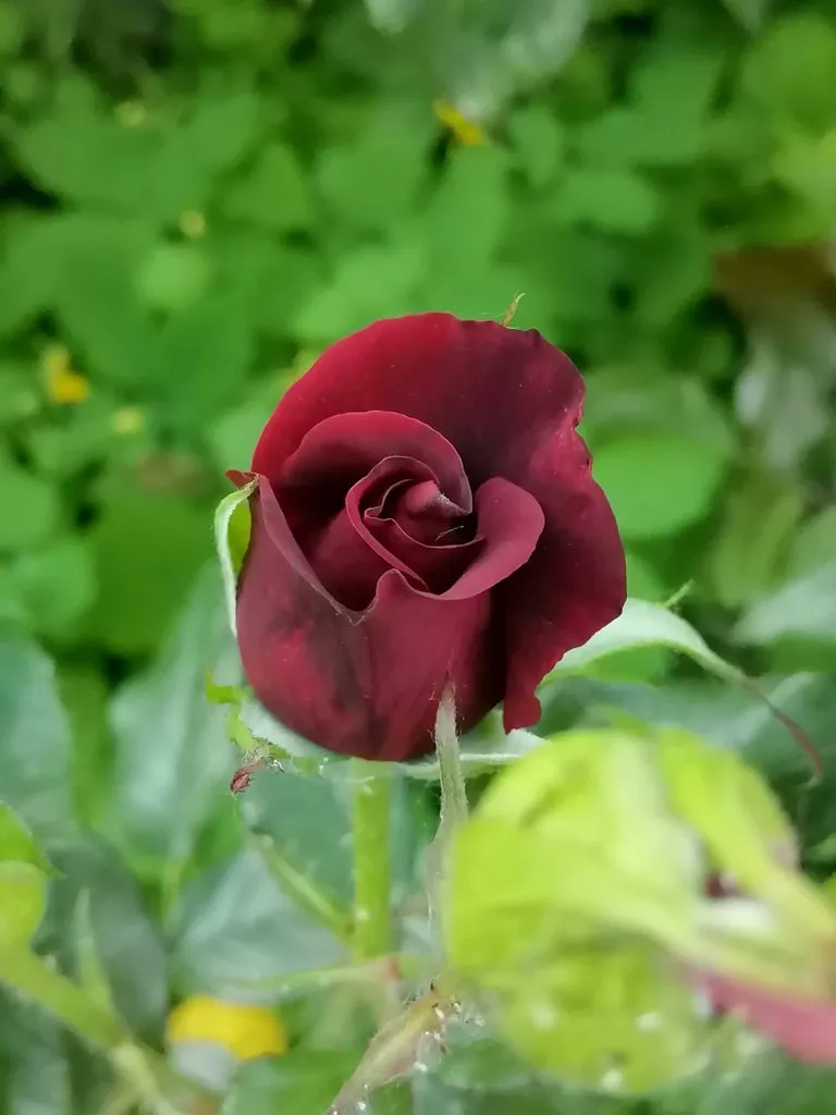Фотонастроение