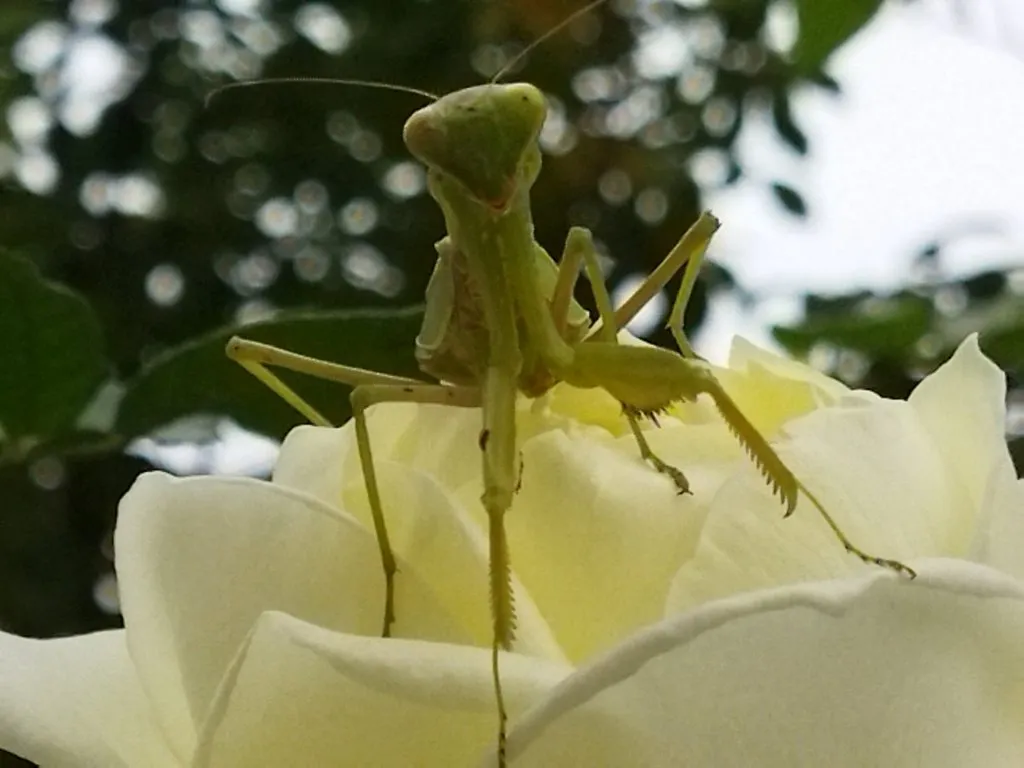 В мире животных