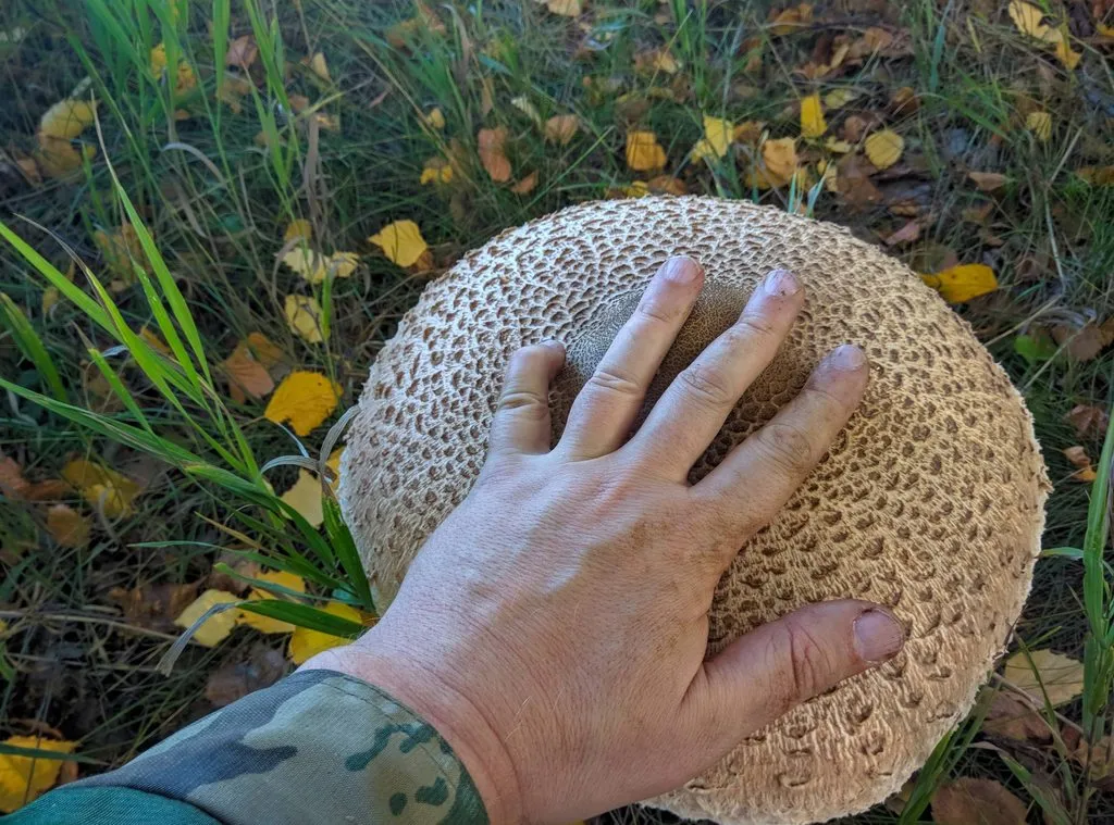 По грибы с лукошком