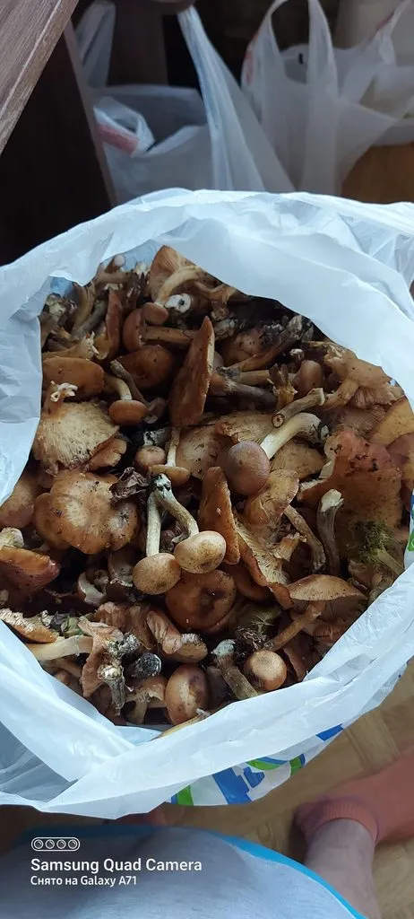 По грибы с лукошком