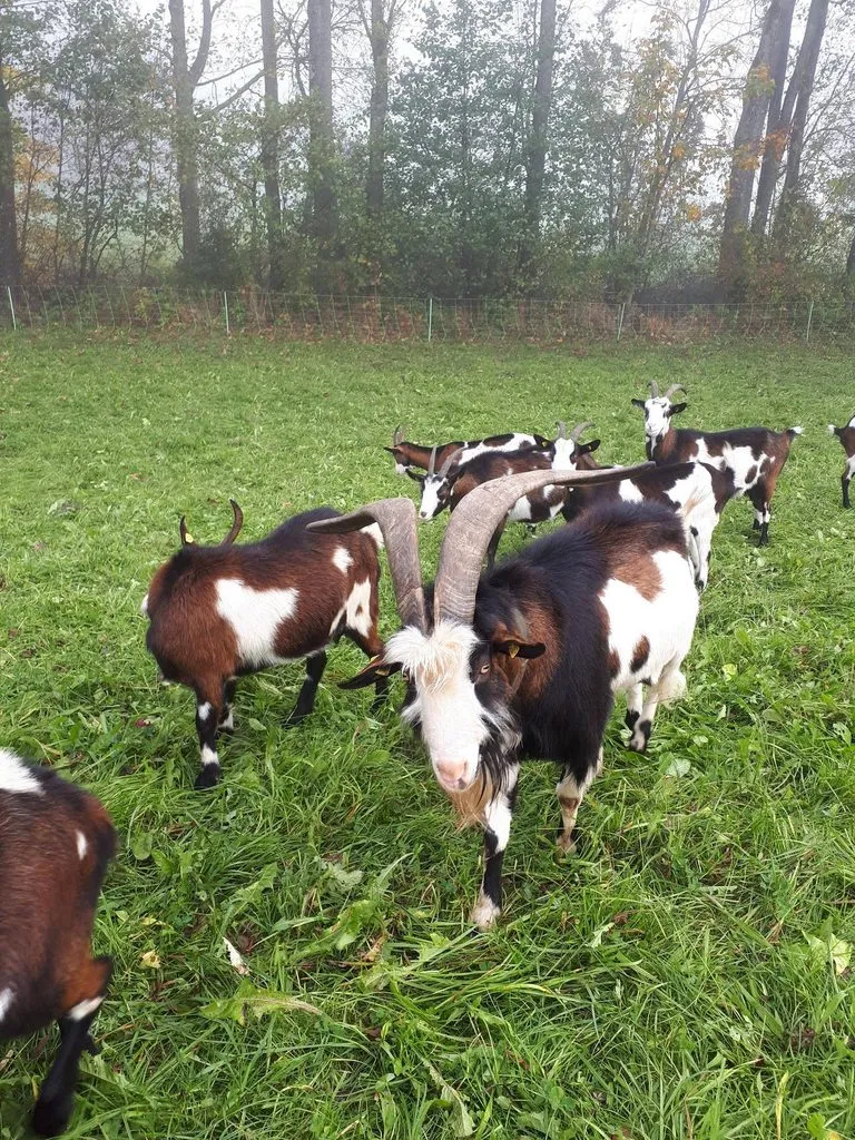 Чайная беседка