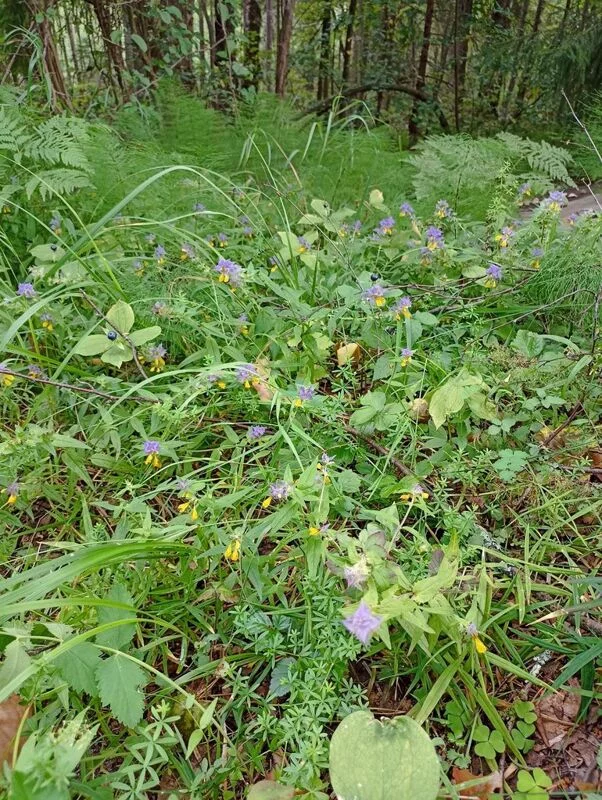 Фотонастроение