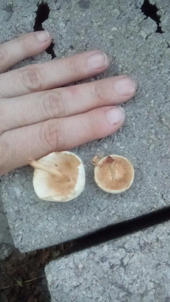 По грибы с лукошком
