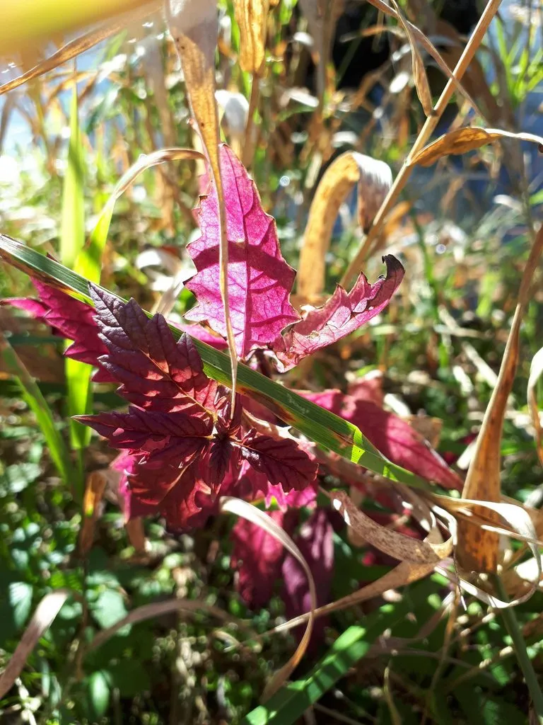 Чайная беседка