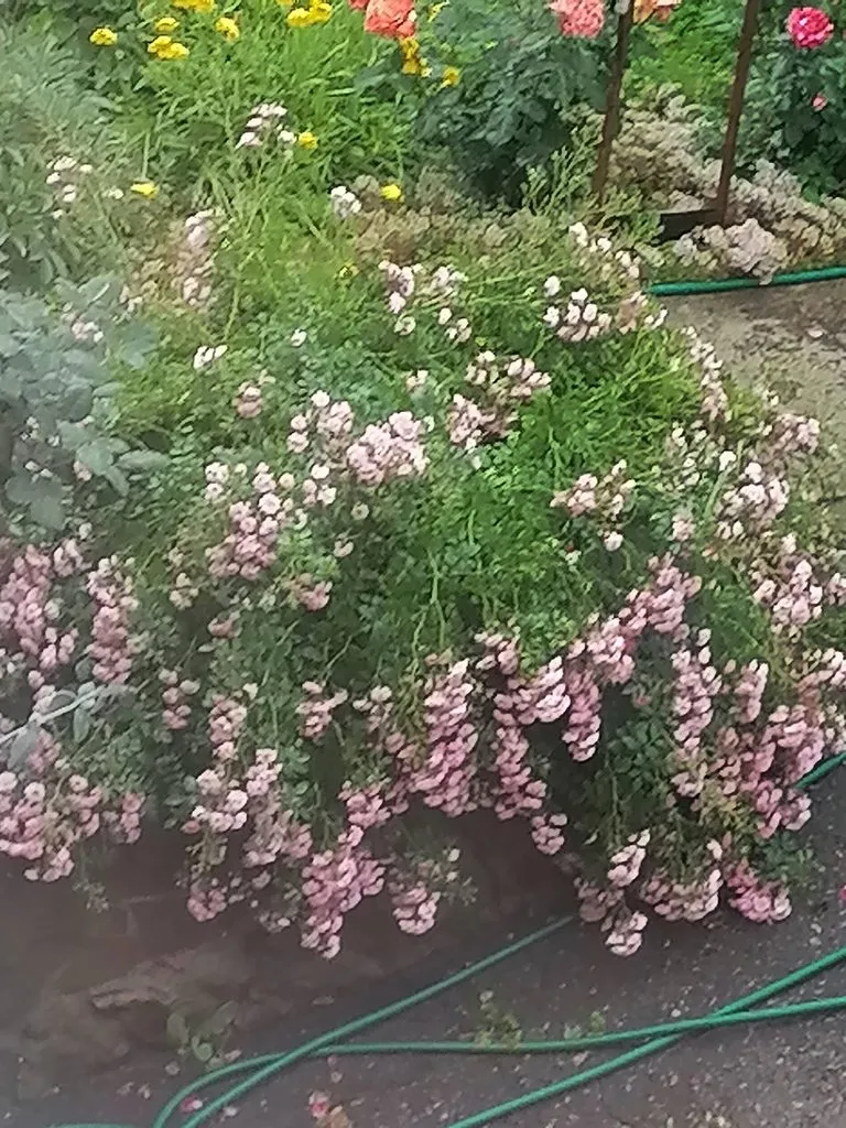 Чайная беседка