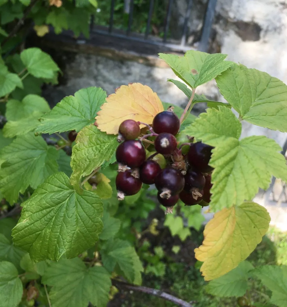 Чайная беседка