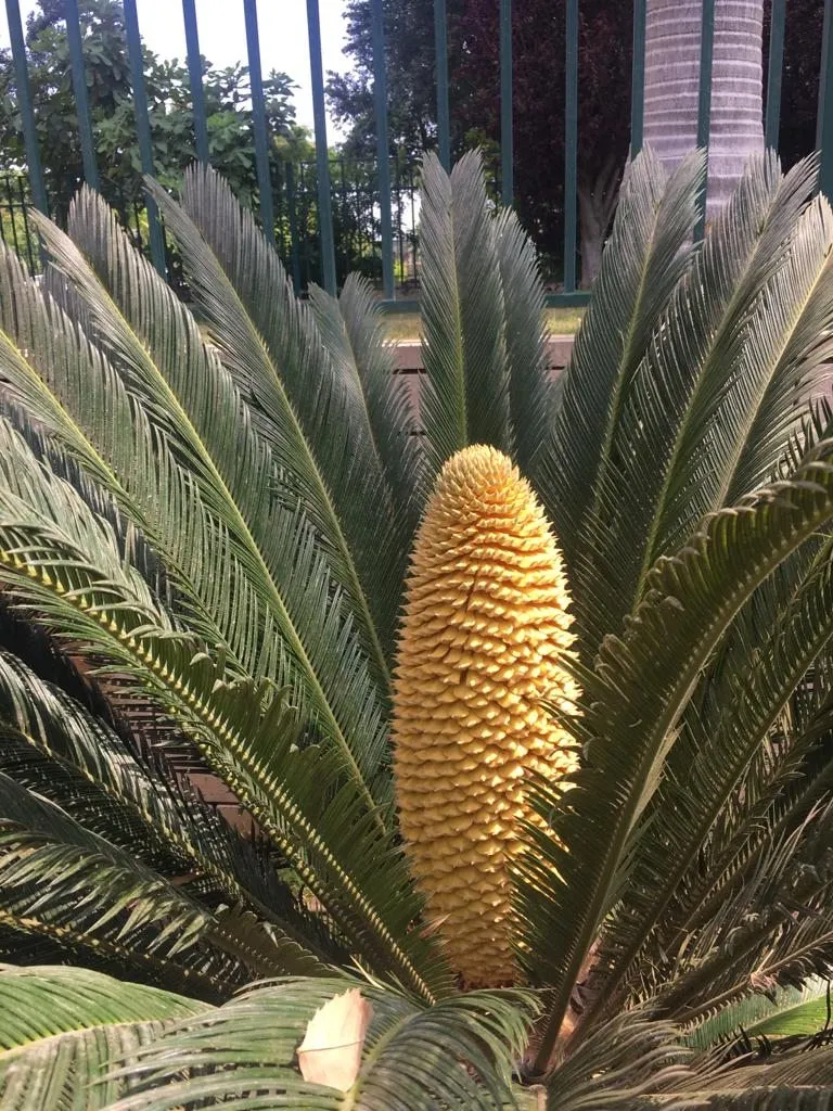 Чайная беседка