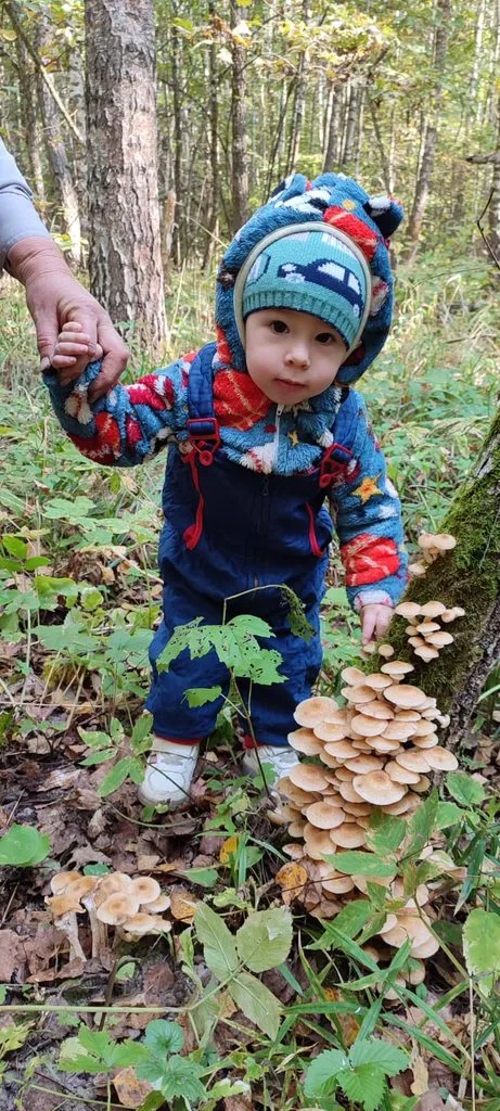 Tapтaлeтки & Ко