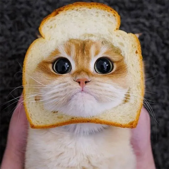 Кошичкина полиция