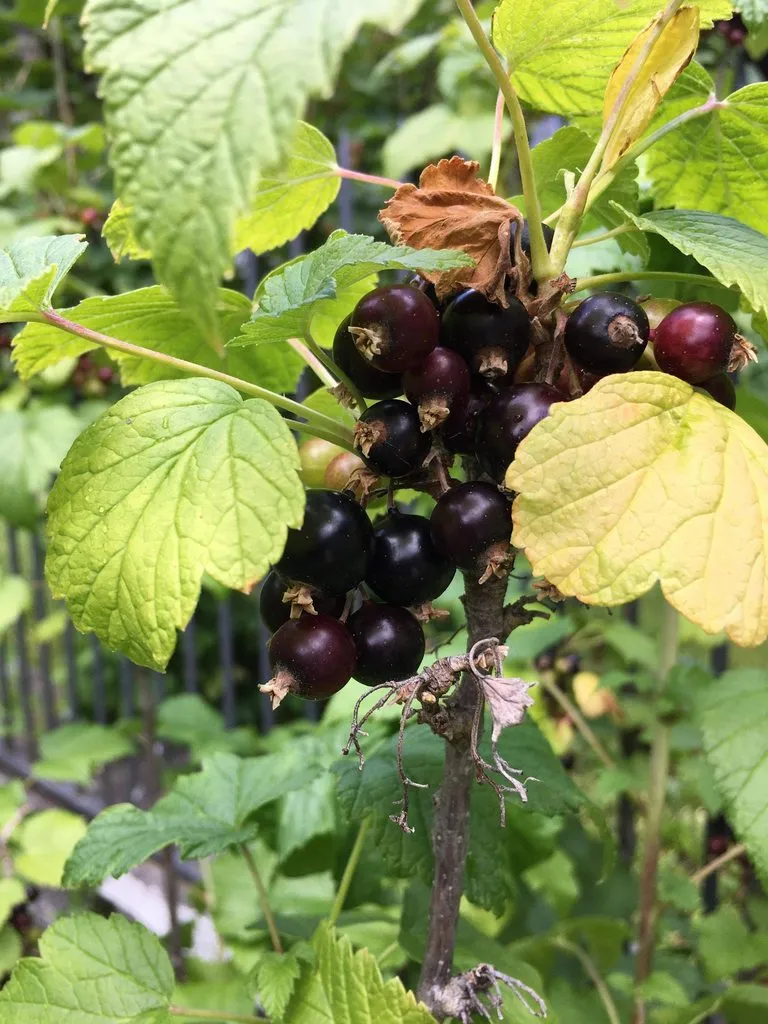 Чайная беседка