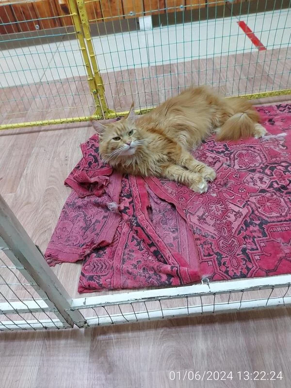 Чайная беседка