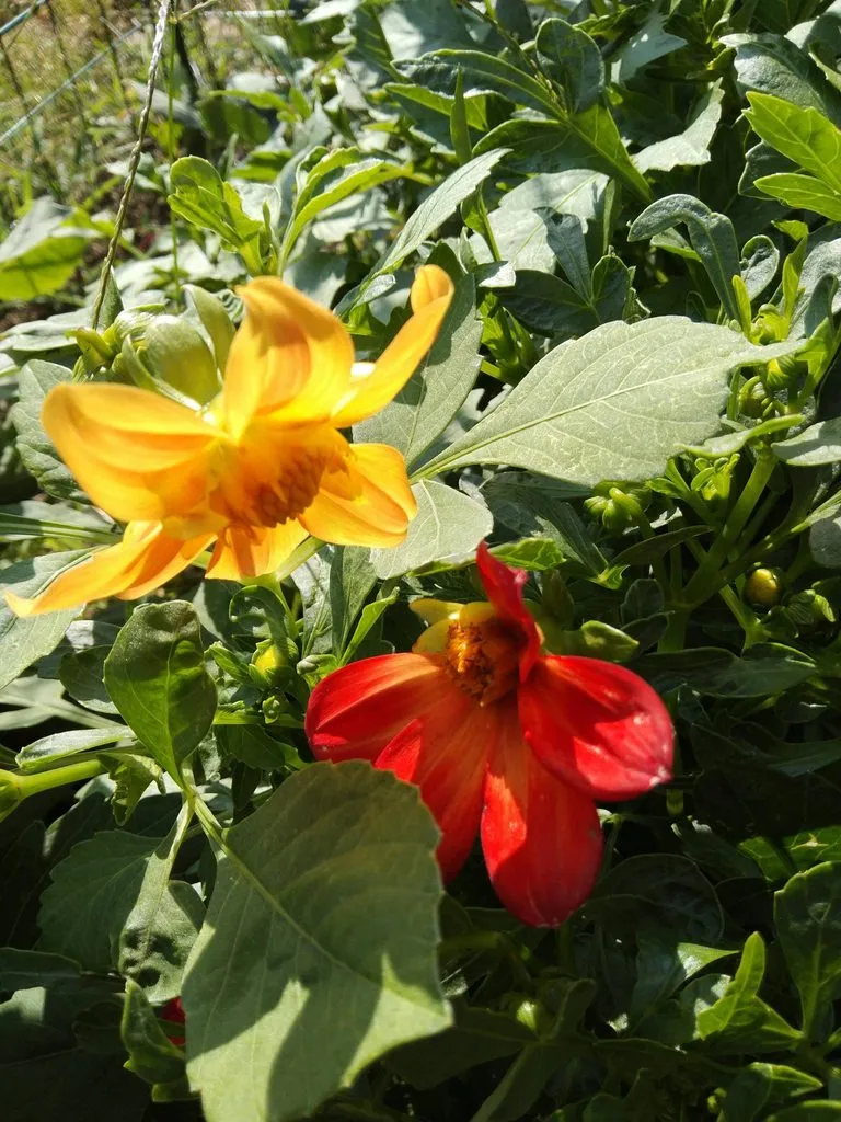 Чайная беседка