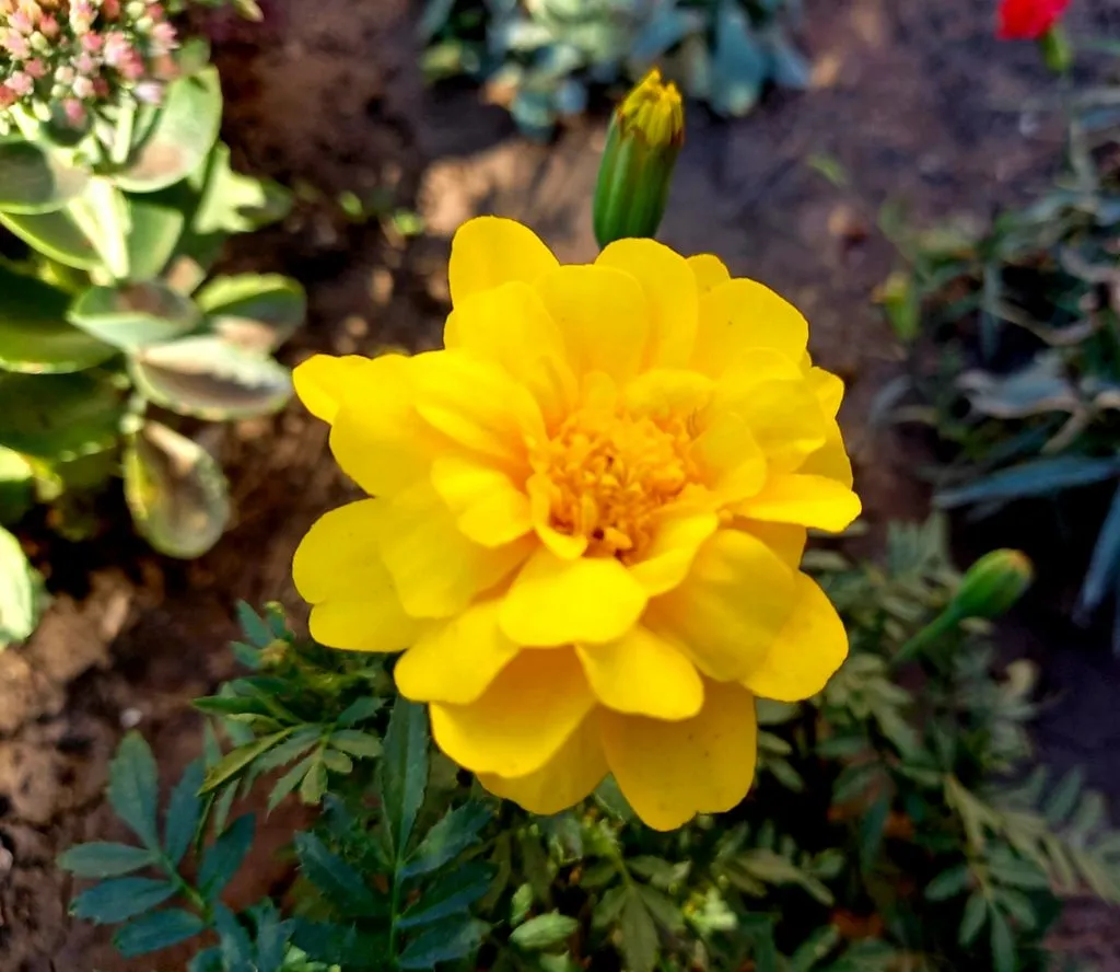 Чайная беседка