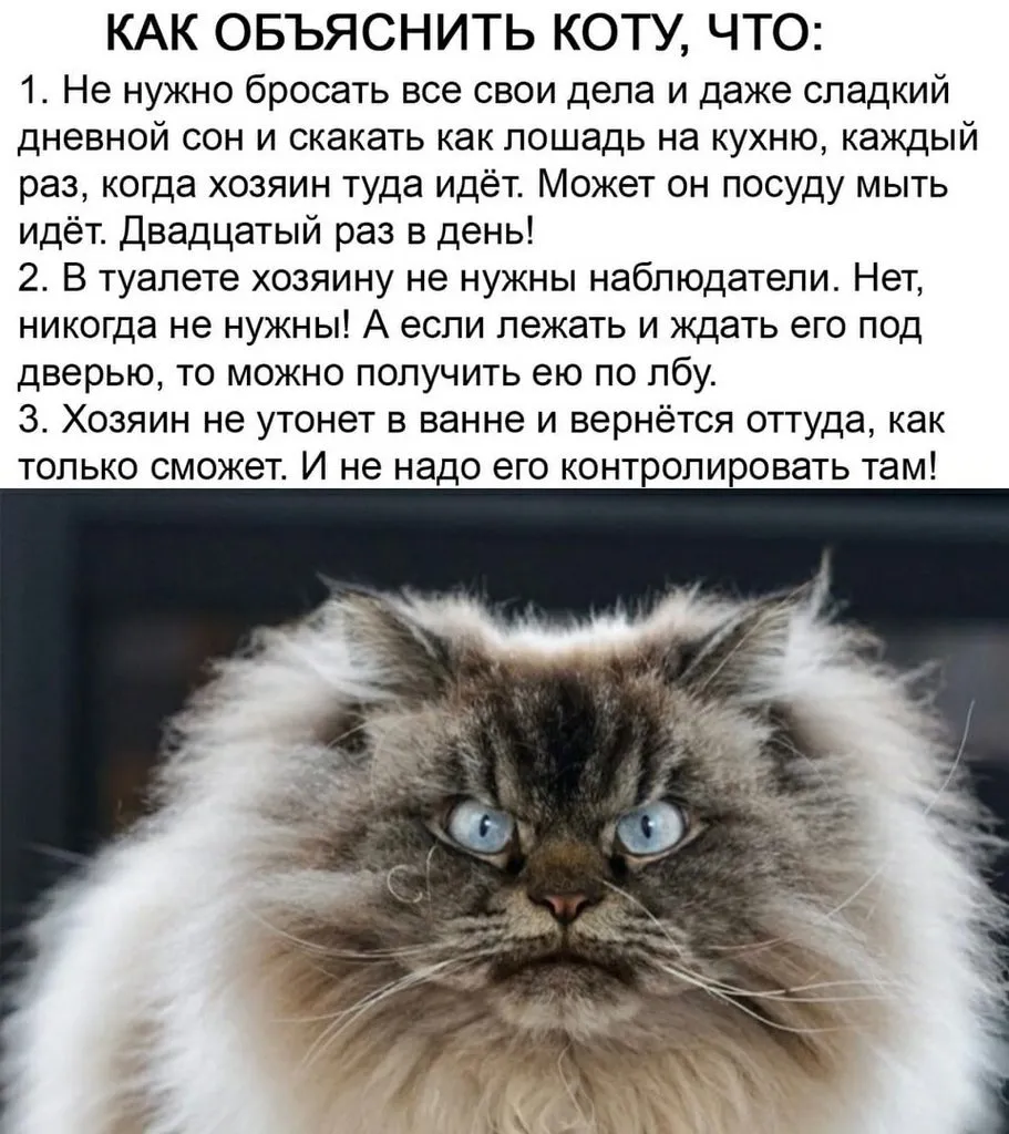 Кто сказал «Мяу»?