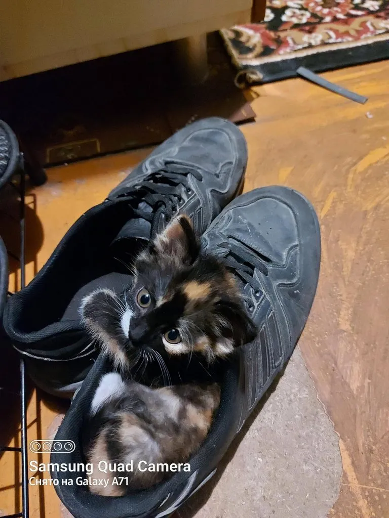 Tapтaлeтки & Ко