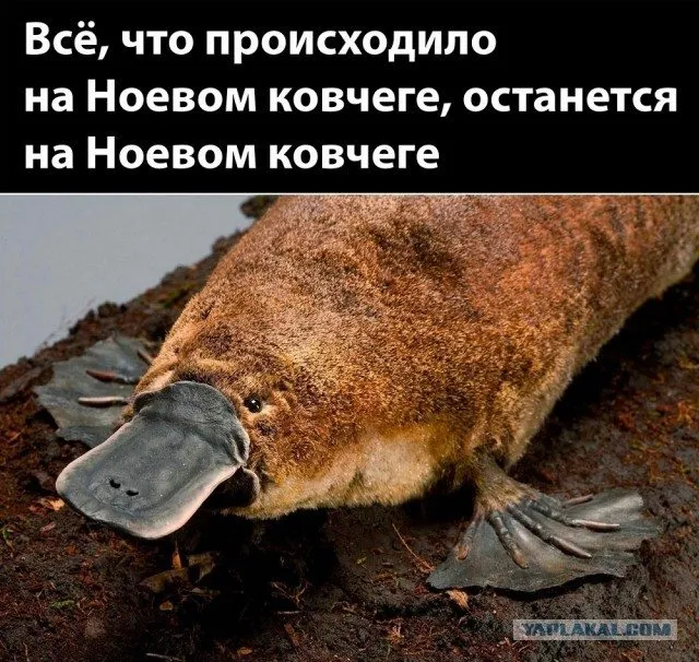 Посмеялся сам - поделись с другом!!!