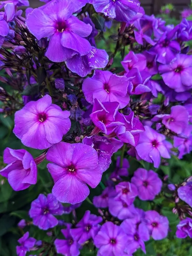 Флора