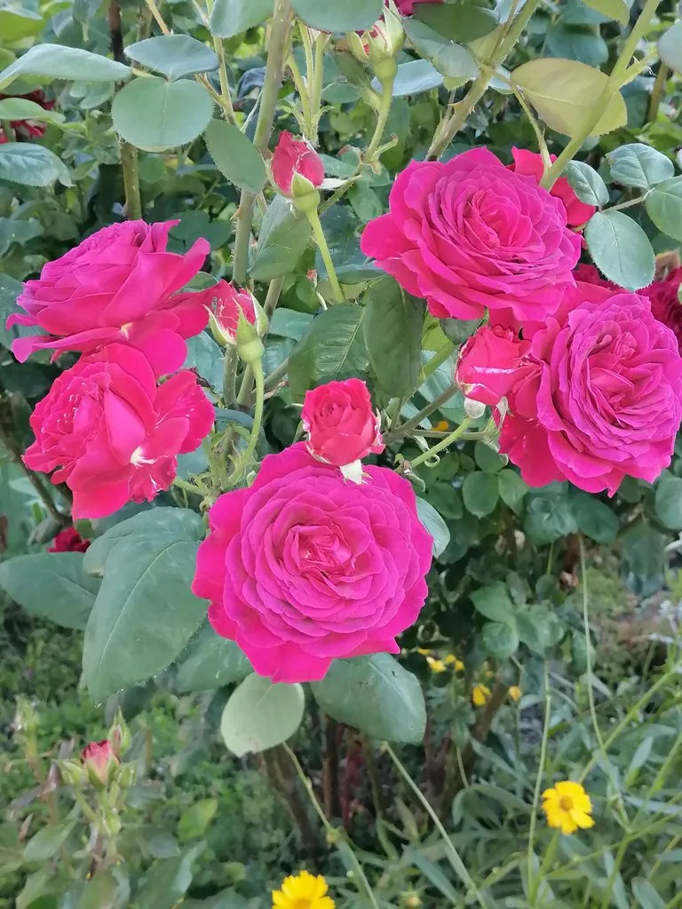 Чайная беседка