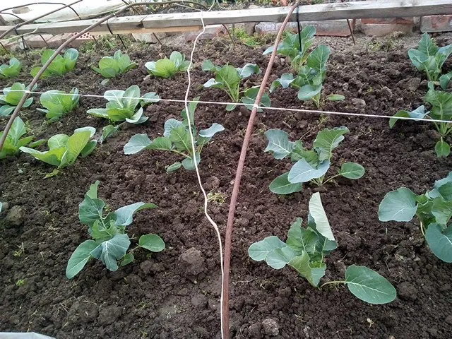 Пора выращивать рассаду