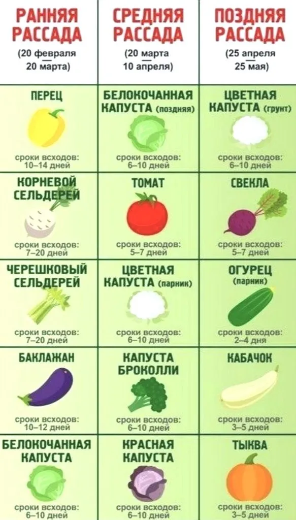 Садово-огородная  инфографика