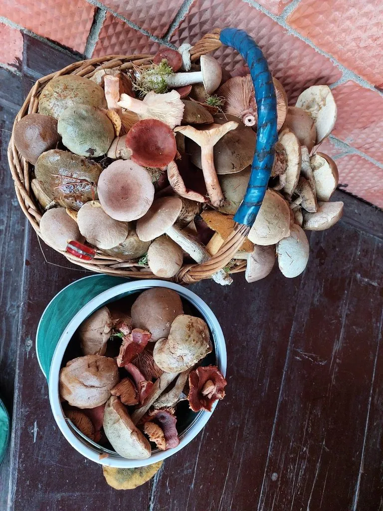 По грибы с лукошком