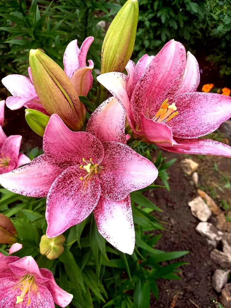 Чайная беседка