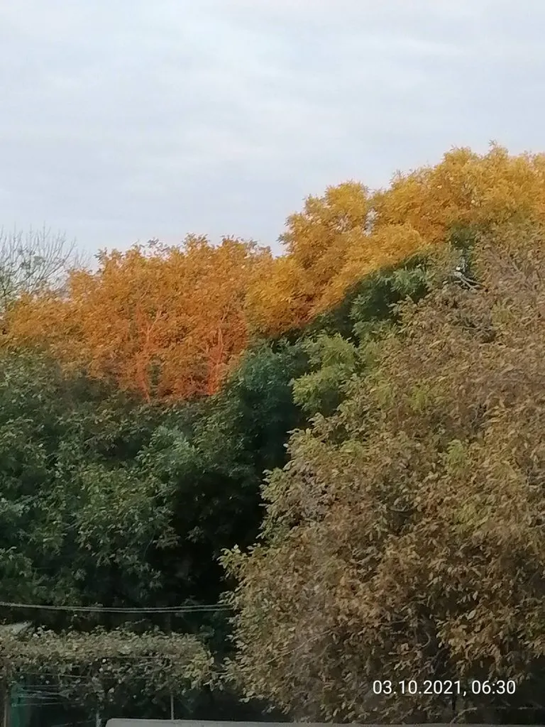 Чайная беседка