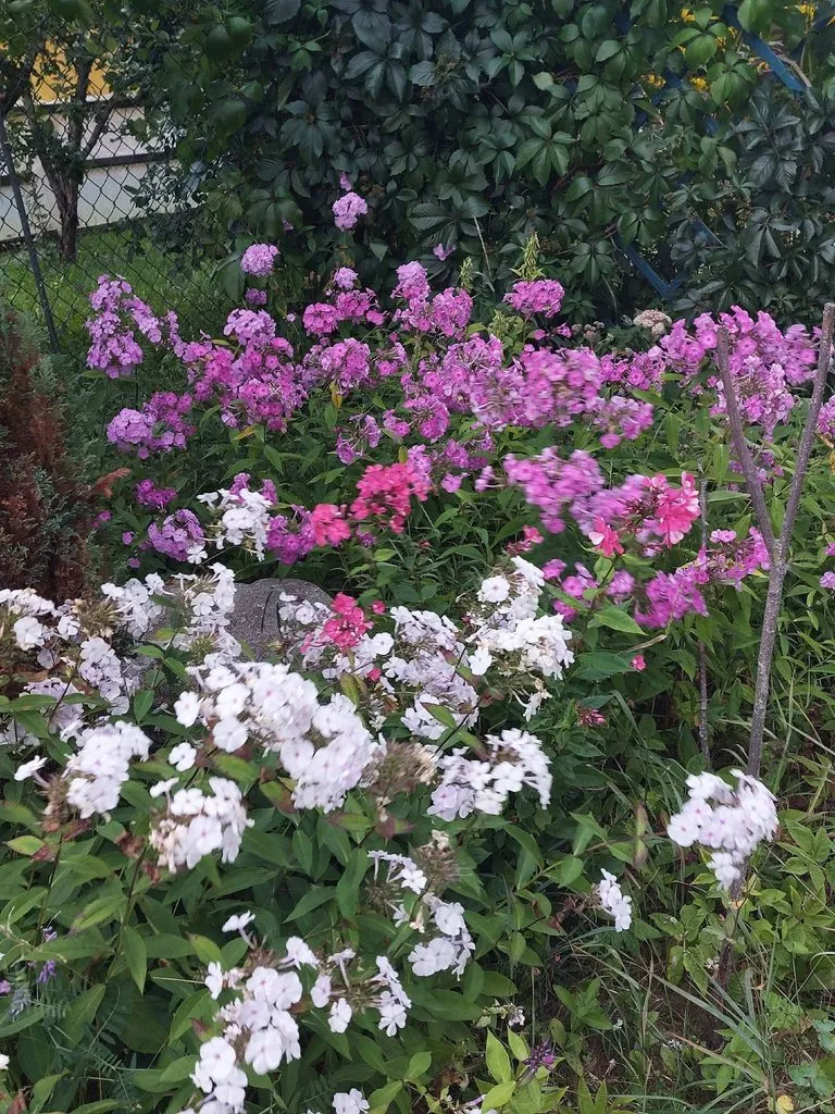 Флора