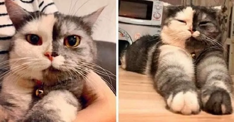 Кошичкина полиция
