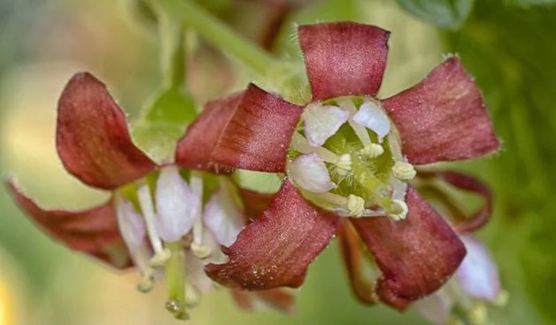 Чайная беседка