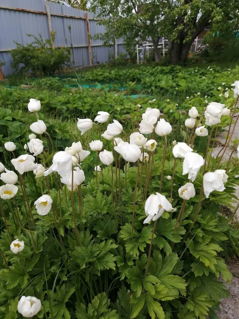 Чайная беседка