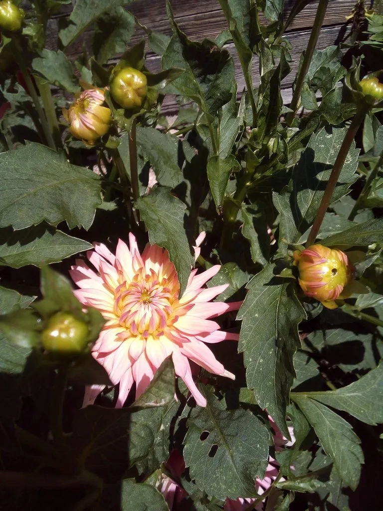 Чайная беседка