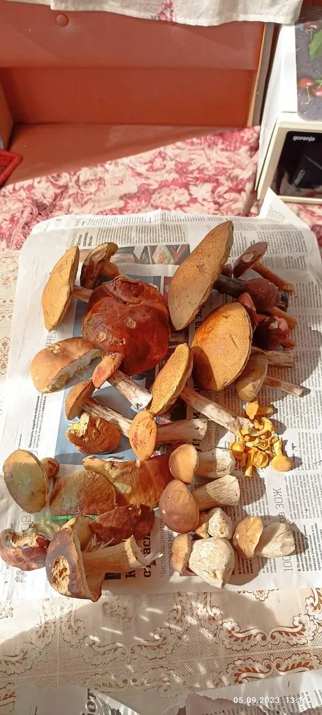 По грибы с лукошком