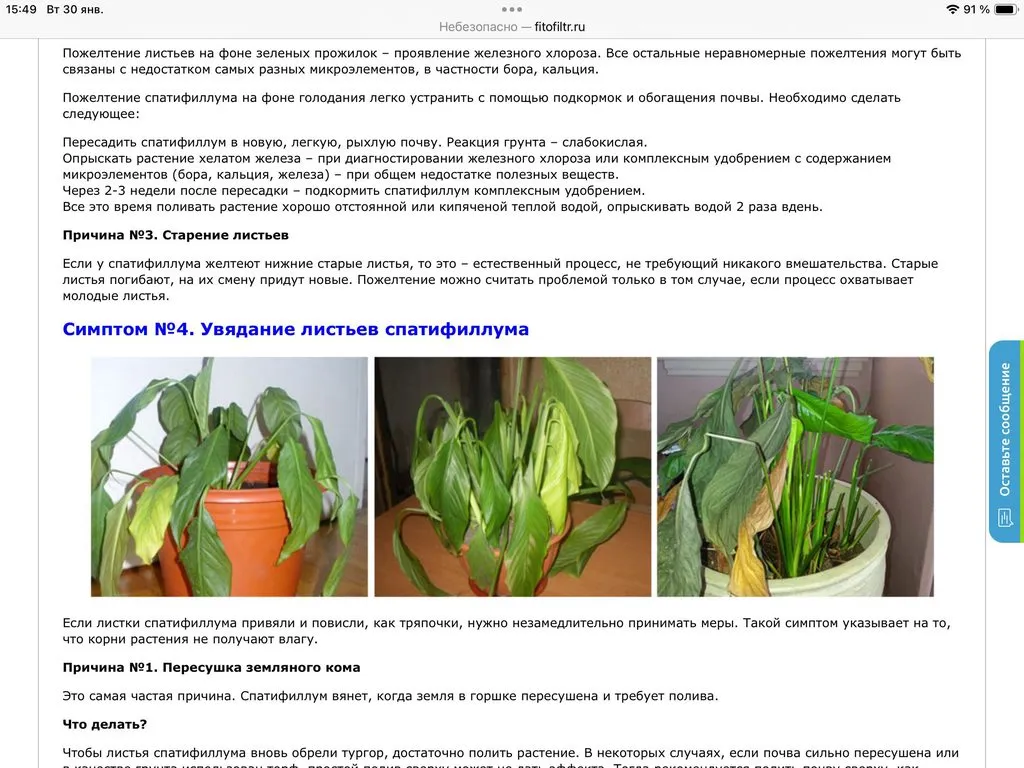 Цветочки: моем, пересаживаем, подкармливаем... (всё о комнатных растениях)