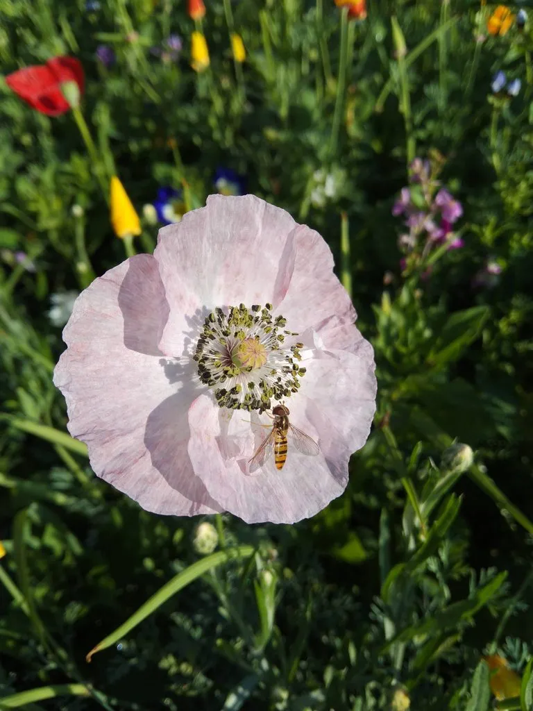 Чайная беседка