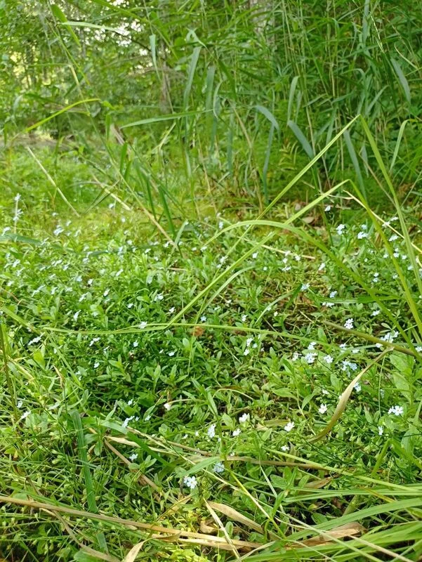 Фотонастроение