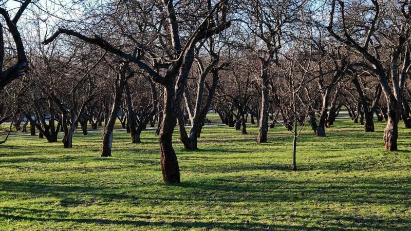 Фотонастроение