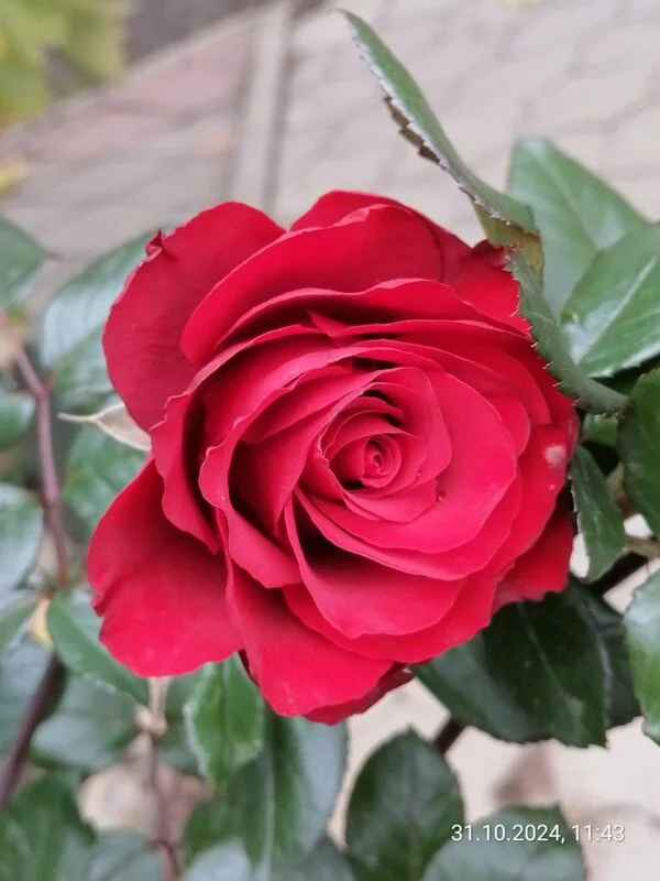 Чайная беседка