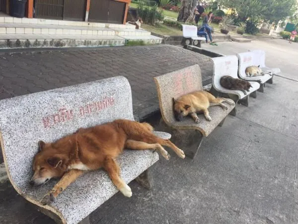Про собак и пешеходов