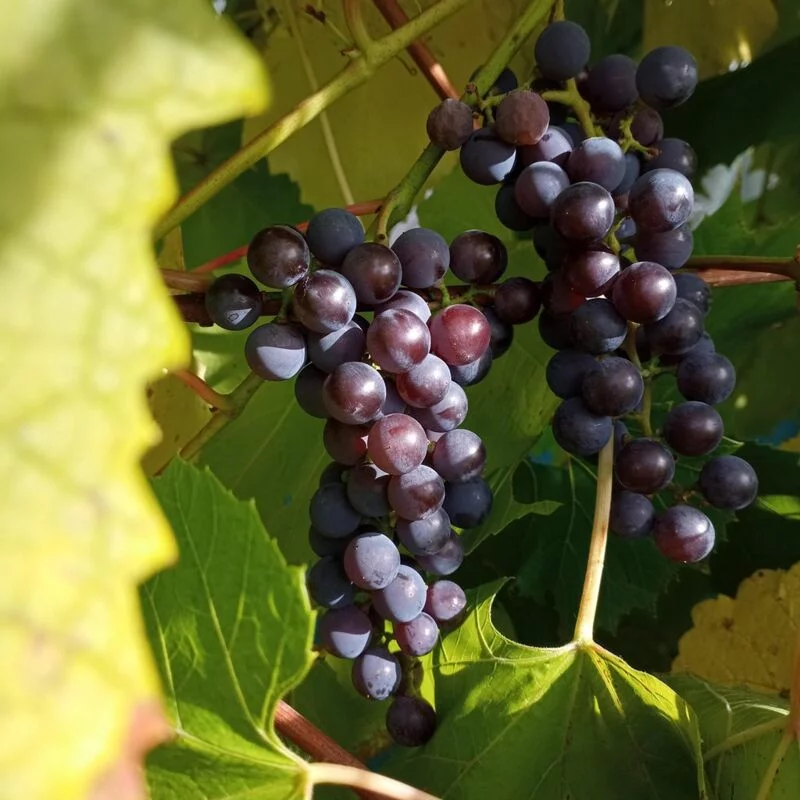 Фотонастроение