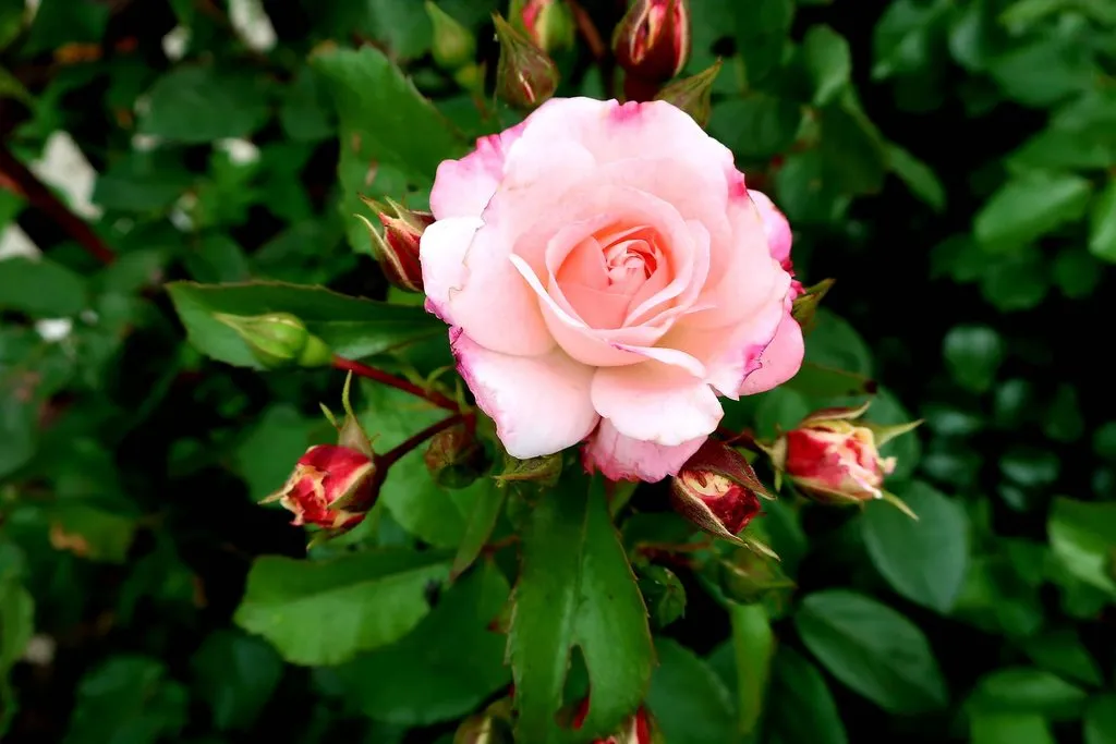 Чайная беседка