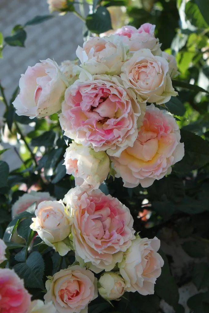 Чайная беседка