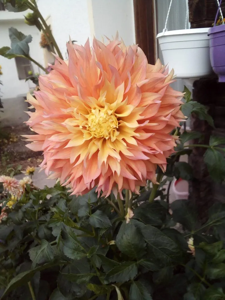 Чайная беседка