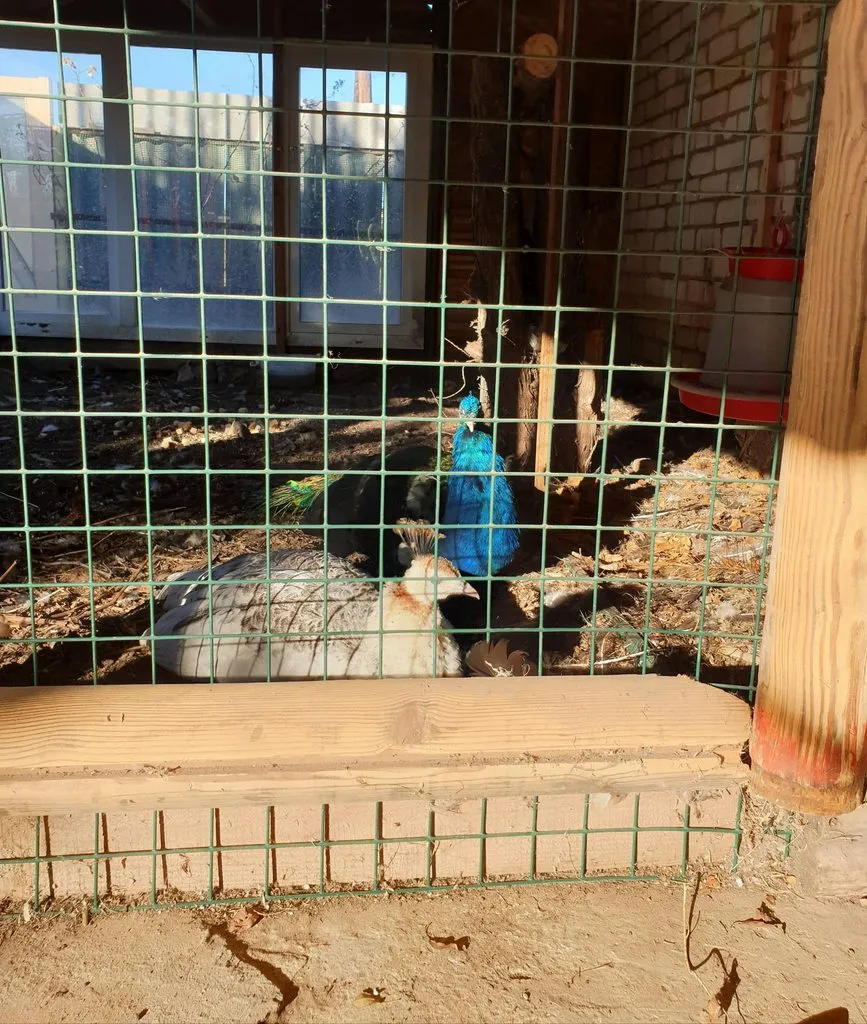 Чайная беседка