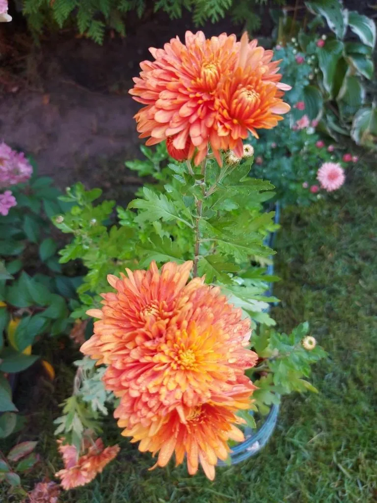 Флора