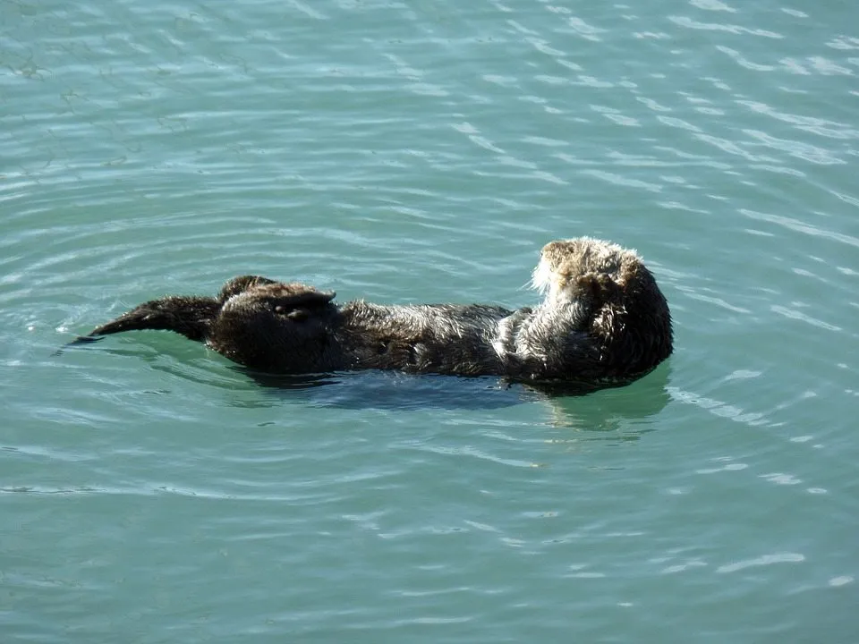 Как мускулы морской выдры позволяют вести холодную водную жизнь