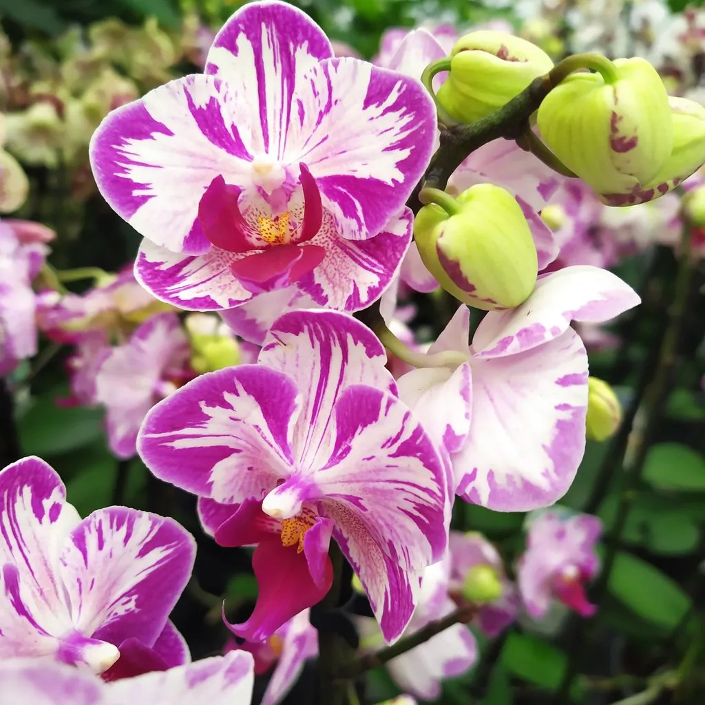 Чайная беседка