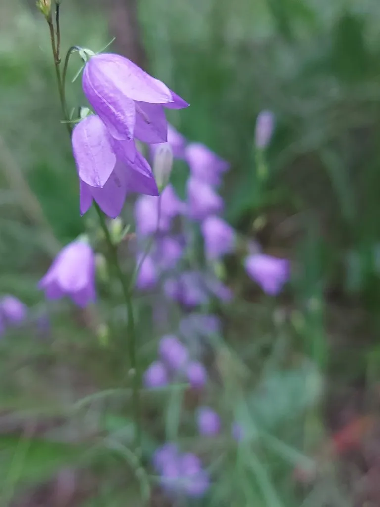 Чайная беседка