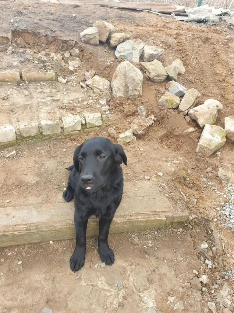 Чайная беседка