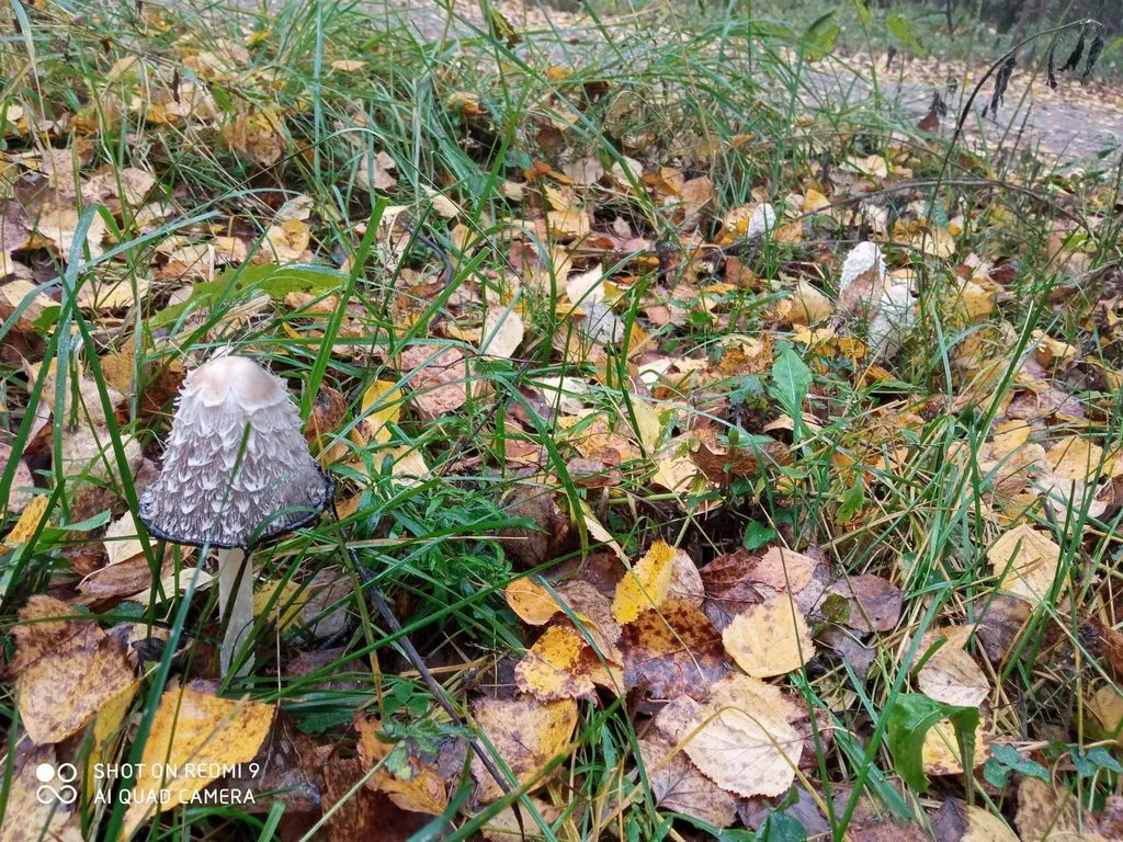 По грибы с лукошком